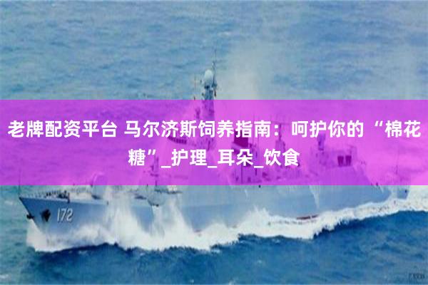 老牌配资平台 马尔济斯饲养指南：呵护你的 “棉花糖”_护理_耳朵_饮食